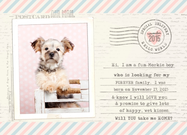 alt="Morkie puppies for sale in Ontario