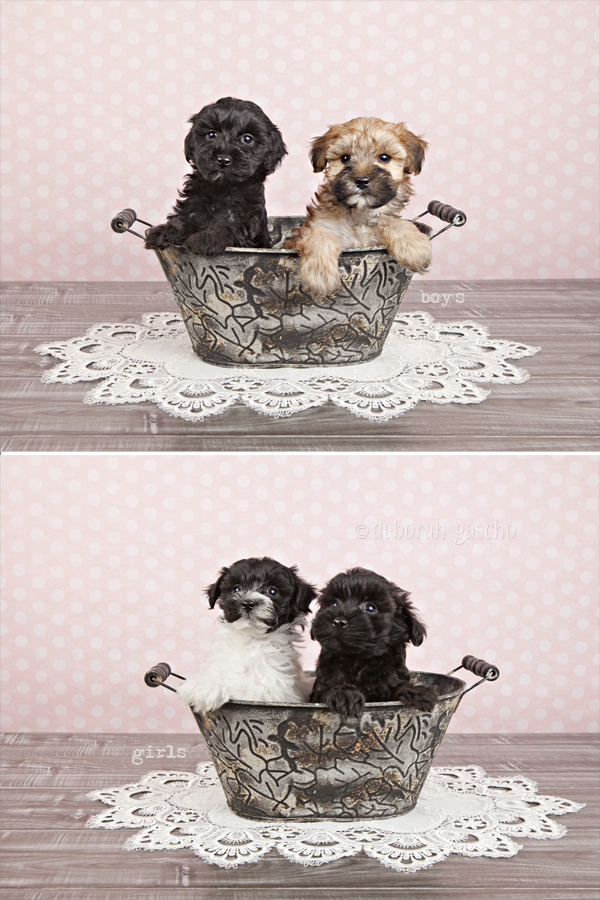 alt="shorkie puppies for sale in ontario"