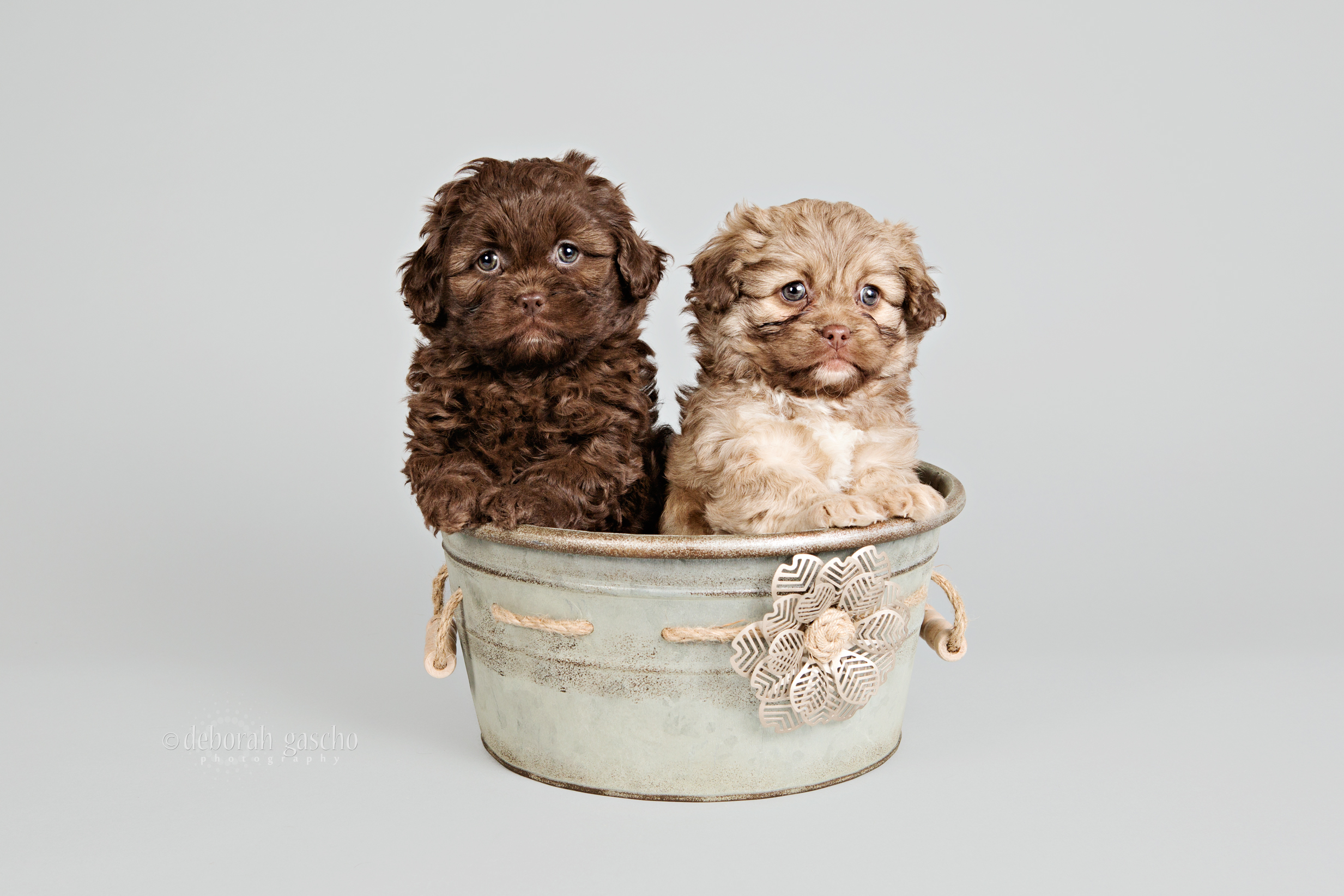 alt="peekapoo puppies for sale in ontario"