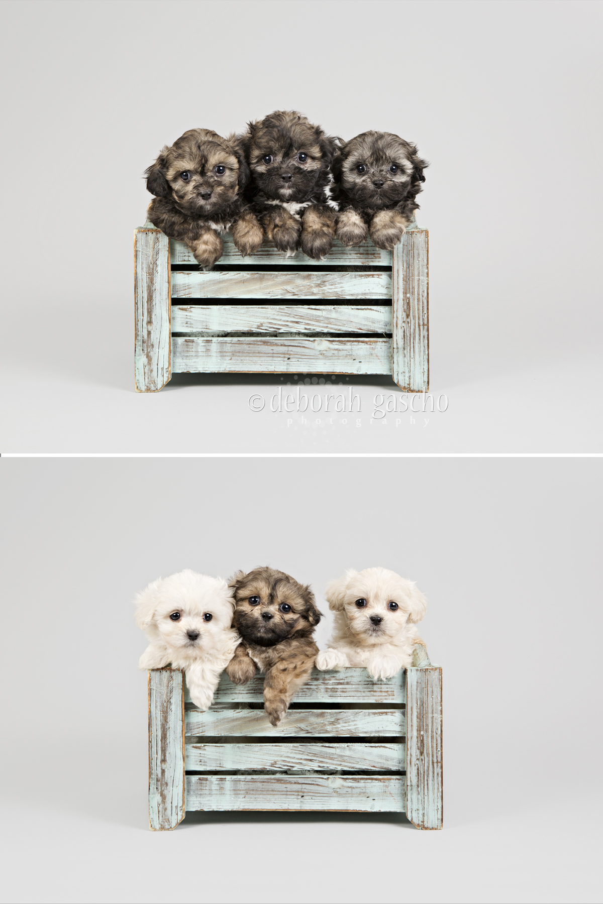 alt="peekapoo puppies for sale in ontario"