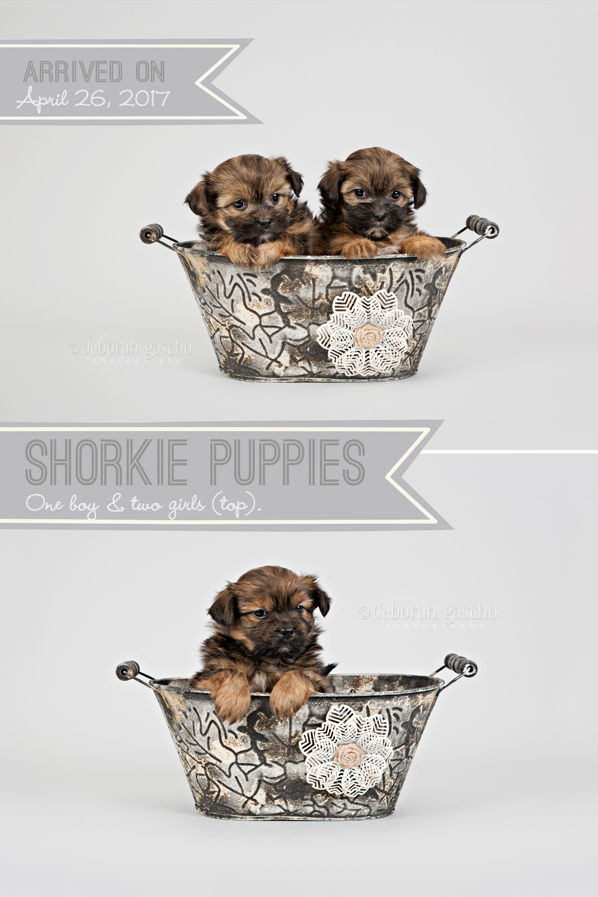 alt="shorkie puppies for sale in ontario