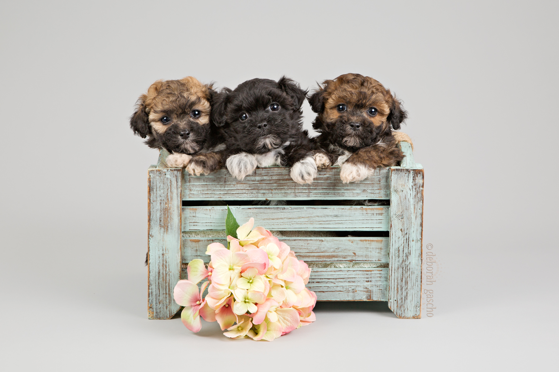 alt="shih poo puppies for sale in ontario"