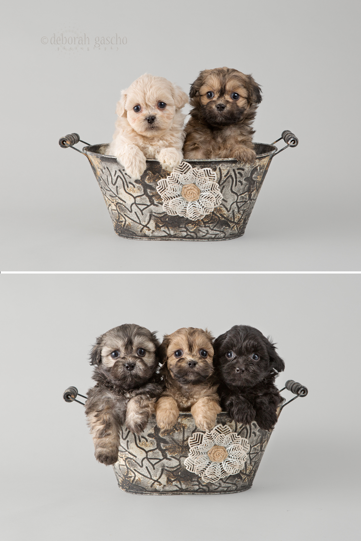alt="pekingese x toy poodle puppies for sale in ontario"