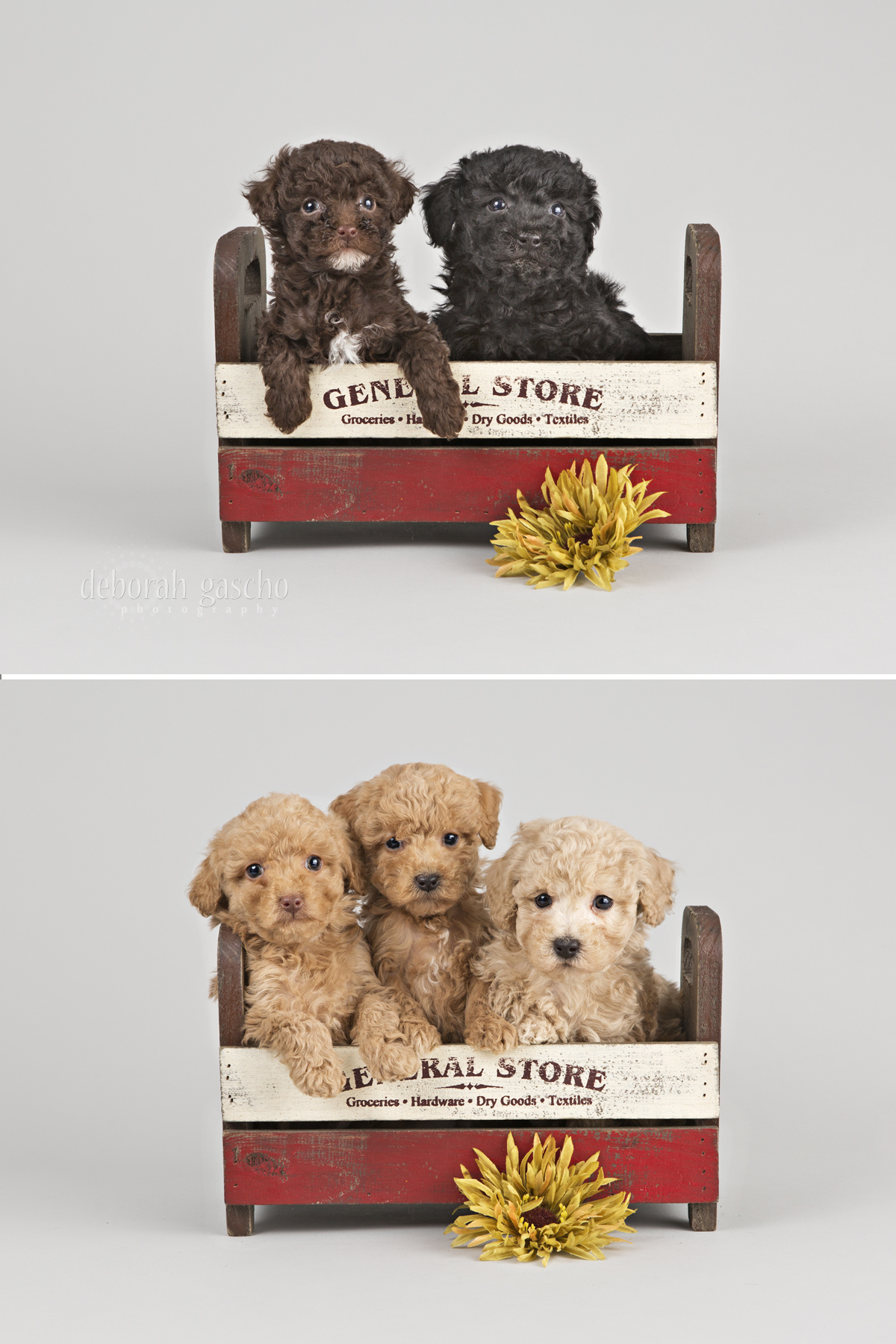 alt="toy poodle puppies for sale in ontario"