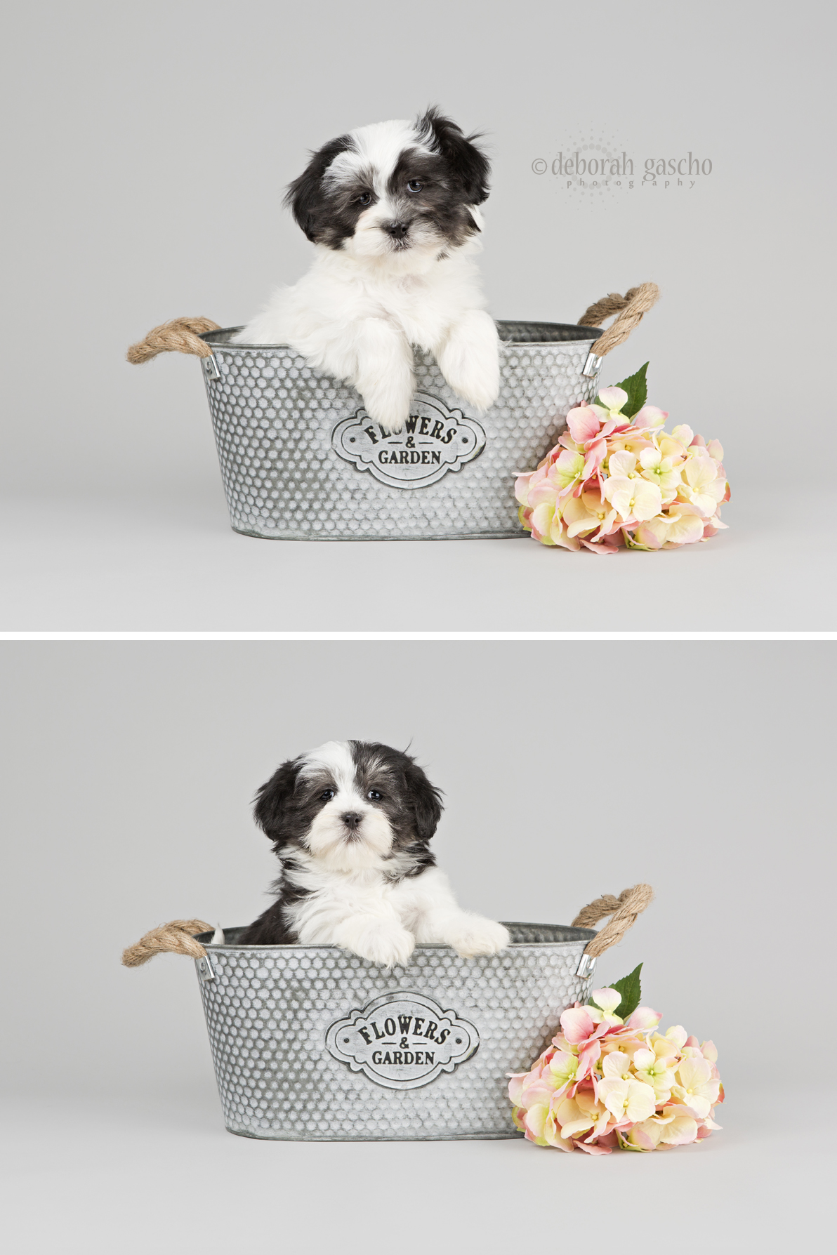 alt="shih tzu x toy poodle puppies for sale in ontario"