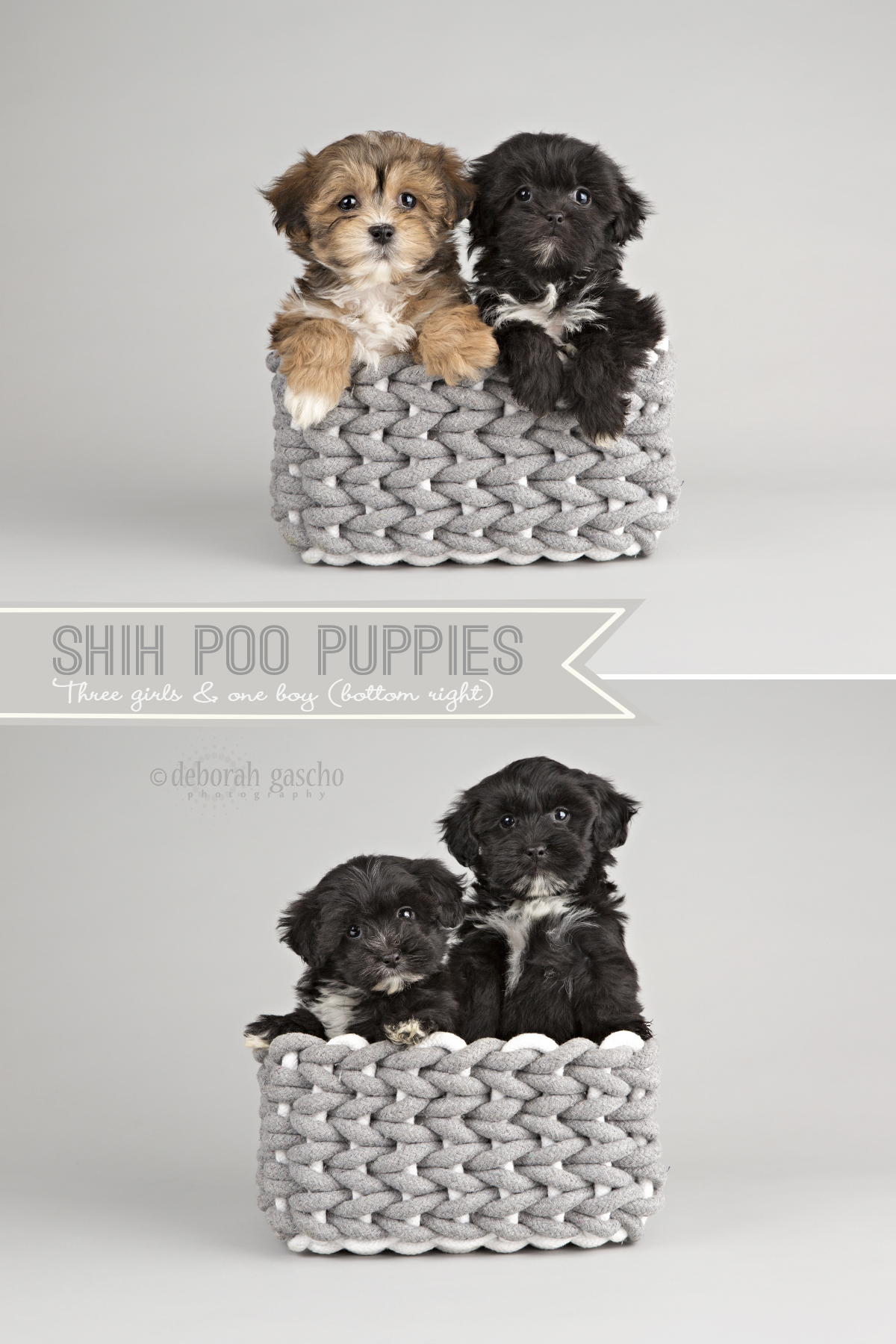 alt="shih poo puppies for sale in ontario"