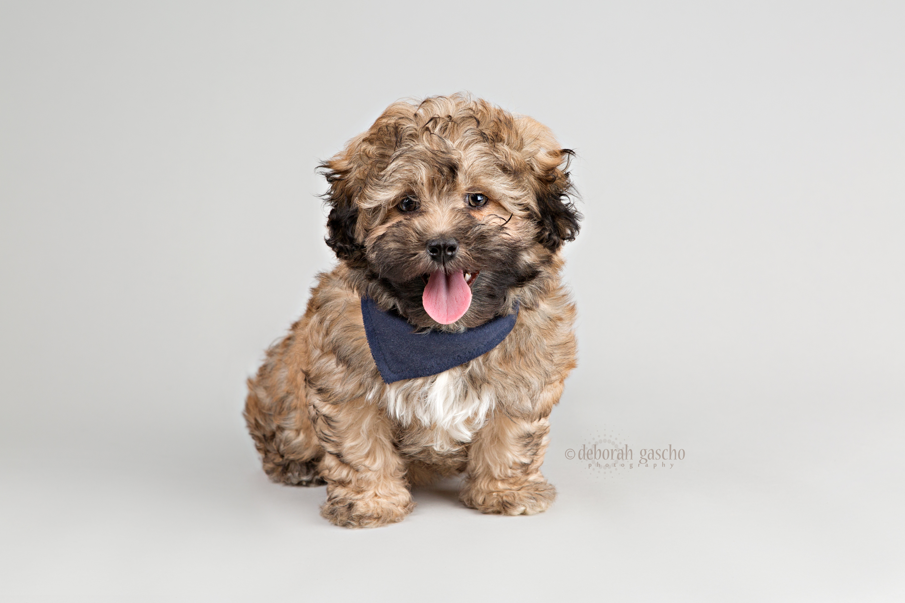 alt="shih poo puppies for sale at willowbrook kennel"